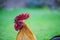 Close up image of colorful bantam cock.