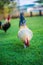 close up image of colorful bantam on grass.