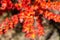 Close-up image of of Colorful red bushes on the Annapurna circuit trek, Nepal, Himalayas