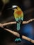 A close up image of a colorful turquoise-browed motmot perched on a tree branch on a sunny day.
