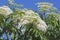 \\Close-up image of Common elderberry flowers