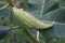 Close up image of common milkweed fruit.