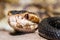 Close up image of cottonmouth snake (Agkistrodon piscivorus)