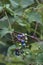 Close-up image of Creeper fruits and leaves