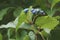 Close-up image of Creeper fruits and leaves