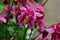 Close up image of Crimson Star Columbine flower blossoms in a garden