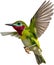 Close-up image of a Cuban Tody bird. AI-generated.