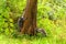 Close-up image of cute and curious young raccoons Procyon lotor