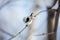 Close-up Image of cute marsh tit bird sitting on the branch in the winter forest on sunny day