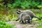 Close-up image of a cute young raccoon Procyon lotor