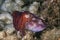 Close up image of cuttlefish with coral reef background