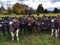 Close-up image of dairy cows on a paddock in the cloudy autumn afternoon in New Zealand