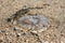 Close-up image of dead jellyfish on the pebble beach
