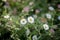 Close up image of delicate seaside daisy plants in cute cottage garden