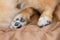 Close up image, detail of foot dog