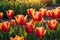 Close-Up Image of Dew-Covered Tulips - Sunrise Colors Reflecting off Droplets, Nestled in a Lush Garden