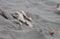 Close up image of driftwood on soft sand