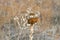 Close up image of dry brown Curlycup Gumweed Grindelia squarrosa flower. Wintertime in Texas