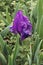 Close-up image of Dwarf Bearded iris flower