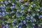 Close-up image of Dwarf morning glory flowers