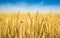 Close up image of ears of golden wheat on blue sky background. Rich harvest of cereals concept. Small butterfly on spikelet of