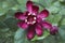 Close-up image of Eastern sweetshrub flower