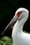 close up image of egret with white plumes and black beak in wild tropical scenery