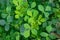 Close up image of Egyptian clover Trifolium alexandrinum plants