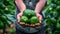 Close-up image of a farmer holding avocados in his hands.