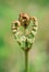 A close up image of a fern frond unfurling