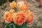 Close up image of five flowers wonderful orange yellow white english rose Austin lady of shalott with green leaves blur