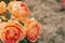 Close up image of four flowers wonderful orange yellow white english rose Austin lady of shalott with green leaves blur