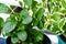 Close up image of fresh mint leaves and incese plant, selective focus