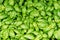 Close up image of fresh young green basil