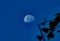 Close up image of full moon against the backdrop of dark sky .