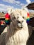 Close-up image of a fuzzy white alpaca with rainbow tassels on it`s ears in Chincero Peru