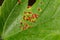 A close up image of Galls on a Sycamore Leaf caused by Gall Mites