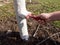 Close up image of gardener hand painting apple trees with white paint to protect against rodents