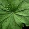 Close Up Image Of Geranium Leaf: Organic Contours And Environmentalism