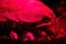 Close up image of Giant Isopod, the deep sea water creature in red light