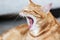 Close up image of a ginger cat yawning