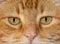 Close-up image of a ginger tabby cat`s eyes,