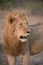 A close up image of a golden-maned lion.