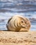 Close-up image of a gray seal lounging on the sandy beach