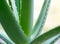 Close up Image of Green Aloe Vera Leafs on Bright Background