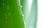 Close up Image of Green Aloe Vera Leafs on White Background