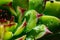 Close up image of a green houseleek, succulent, semprevivum, with water drops