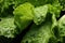 A close-up image of green lettuce leaves glistening with drops of water, showcasing its freshness and natural beauty, Close-up of