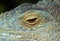 A close-up image of a green lizard