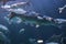 Close-up image of a group fish underwater. Philippine Islands.